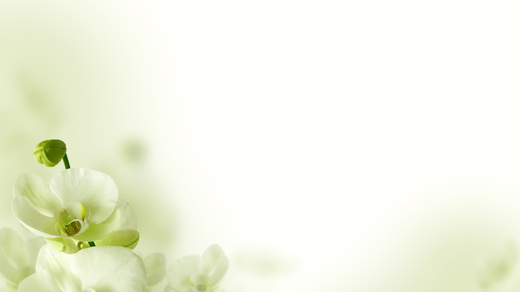 Huzur Botanik Ana Sayfa Arka Plan