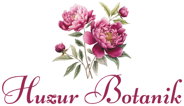 Huzur Botanik Logo PNG